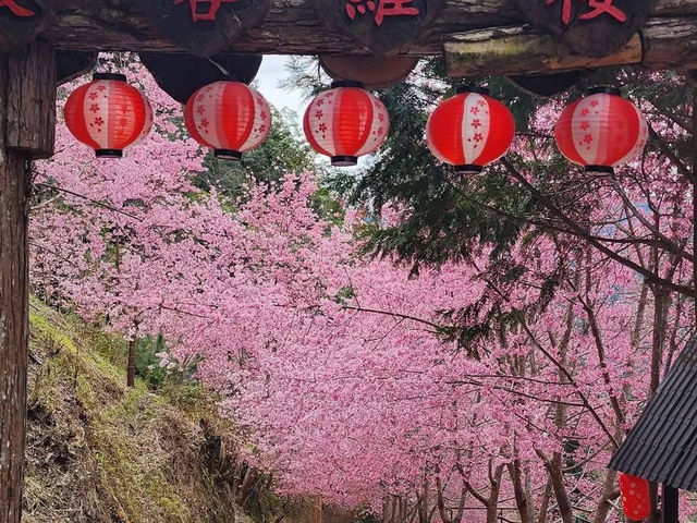 霞喀羅櫻花谷賞櫻美景