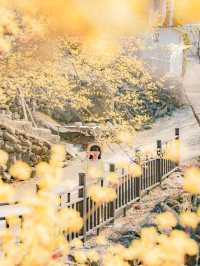 💛산수유가 보고 싶으면 꼭 가야 하는 곳💛