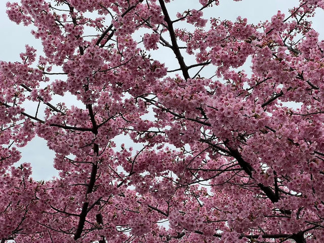 木場公園