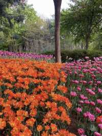 Spring Outing in Seoul: Picnics, Cafés & Blooms! 