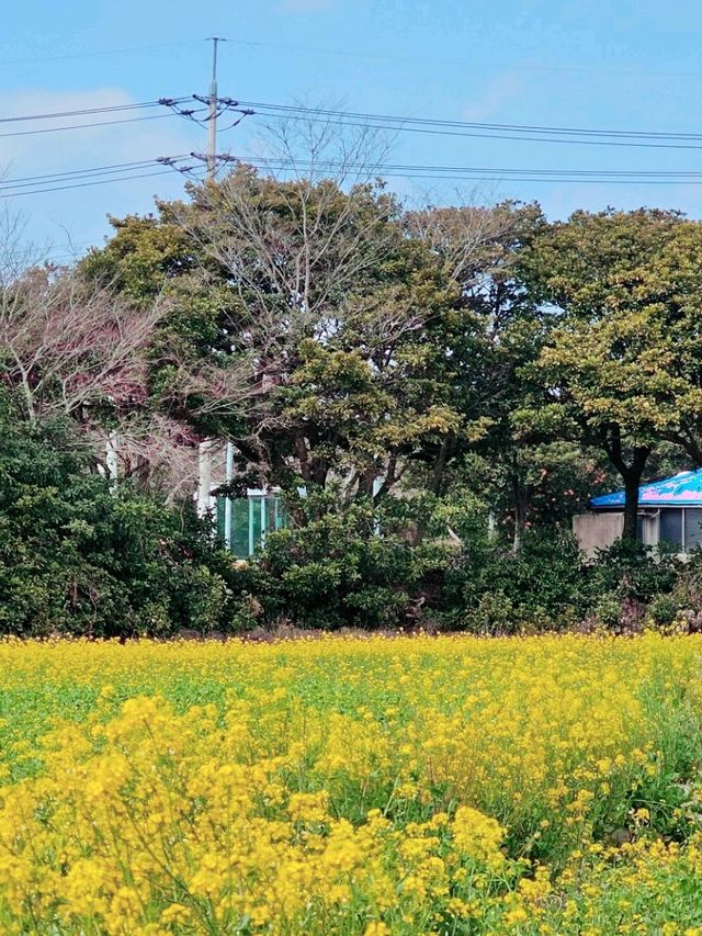 제주도 노란 물결 유채꽃 명소 모음.zip