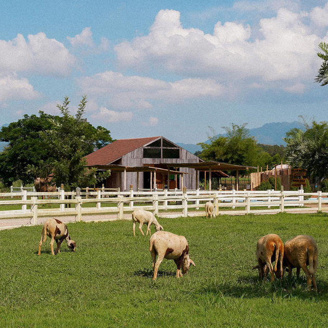 Isbjørn • Chiang Dao, Chiangmai 