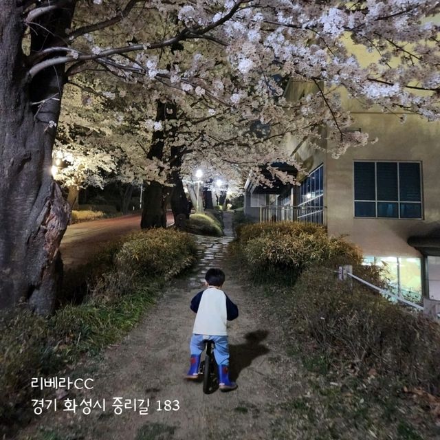 경기도 벚꽃 보러가기 좋은 곳