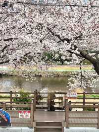 인생사진 득템, 부산의 벚꽃 강변길 여행코스는 여기가 딱이야!🌸🌸