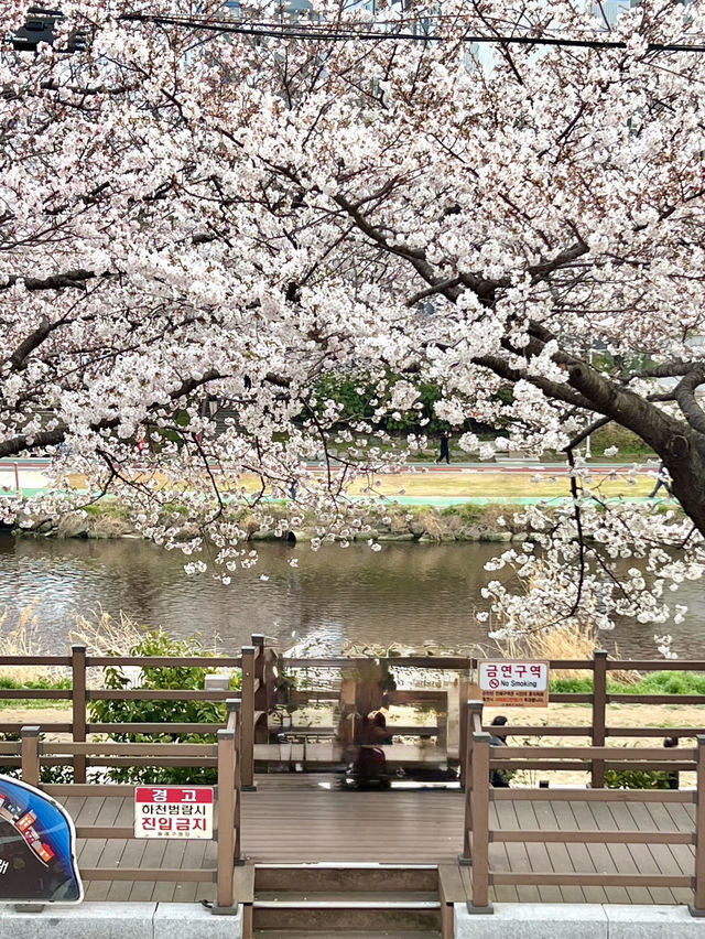 인생사진 득템, 부산의 벚꽃 강변길 여행코스는 여기가 딱이야!🌸🌸