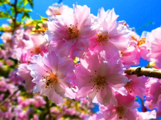 奈良吉野山，200種、3萬株櫻海盛開滿山浪漫！
