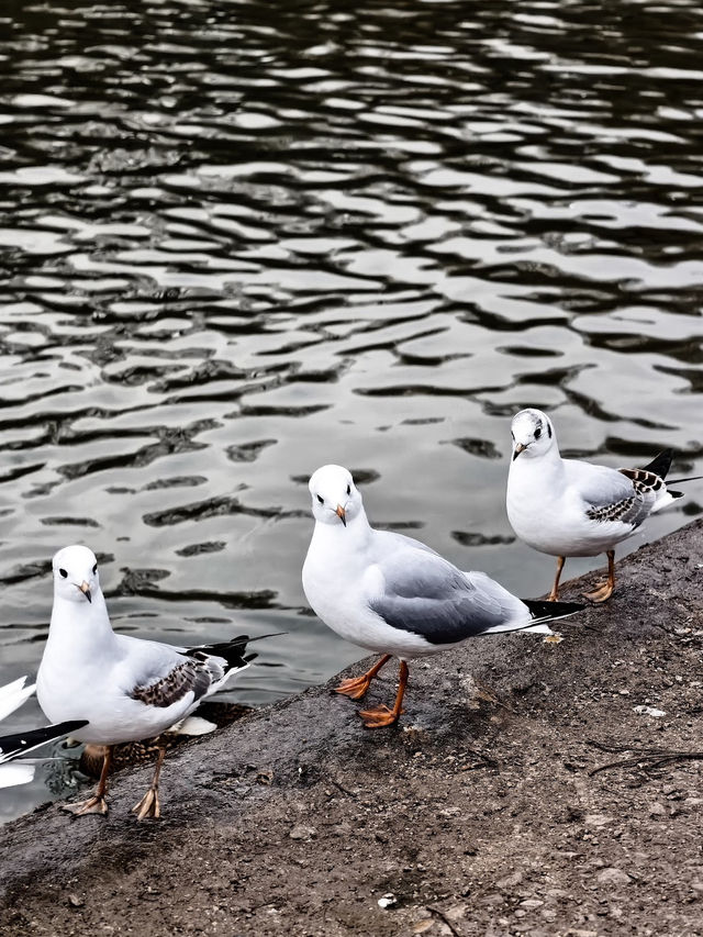 Roundhay Park