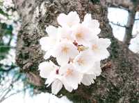 🌸 **清水沼公園櫻花觀賞遊覽分享** 🌸