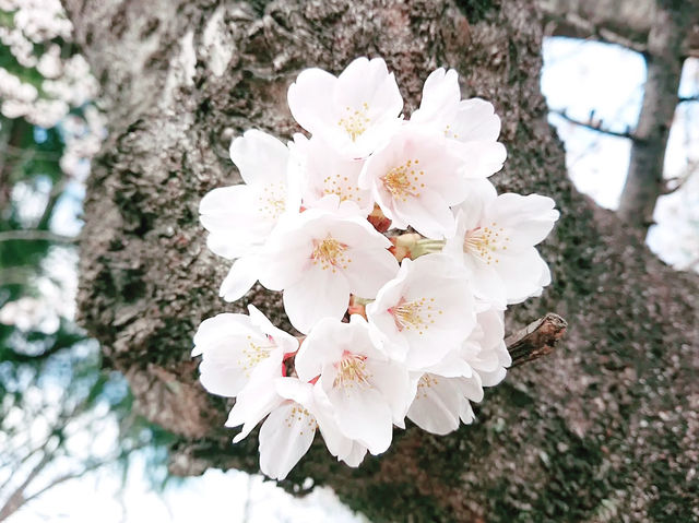 🌸 **清水沼公園櫻花觀賞遊覽分享** 🌸