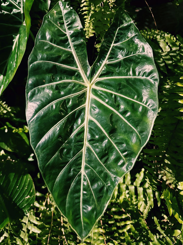 A Lush Green Escape at Menara DBKL 3