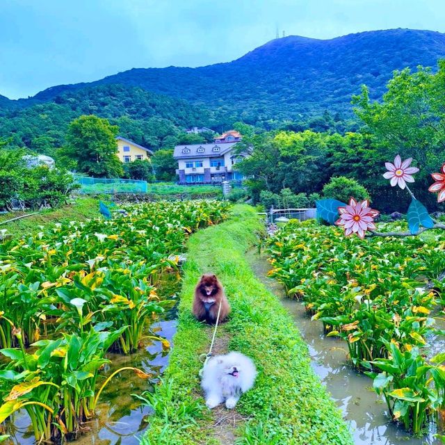 竹子湖 (Zhuzihu – Yangmingshan Calla Lily Fields)