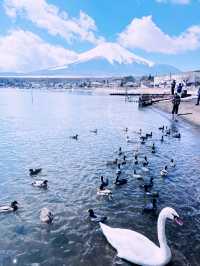 ［東京旅遊］山中湖-我最愛的富士山周圍景點🦢如果山中湖跟河口湖只能擇一的話，個人非常推薦山中湖喔🩵！