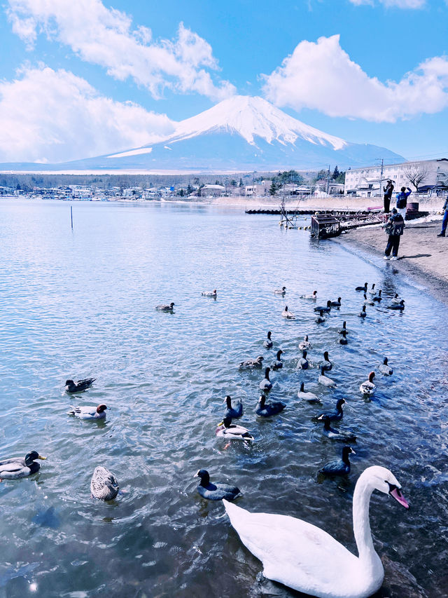 ［東京旅遊］山中湖-我最愛的富士山周圍景點🦢如果山中湖跟河口湖只能擇一的話，個人非常推薦山中湖喔🩵！