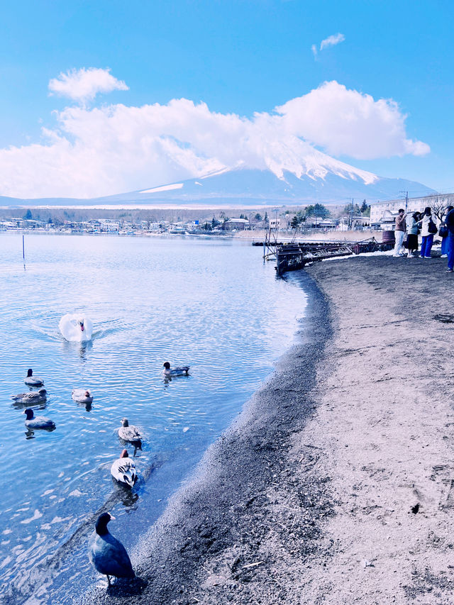［東京旅遊］山中湖-我最愛的富士山周圍景點🦢如果山中湖跟河口湖只能擇一的話，個人非常推薦山中湖喔🩵！