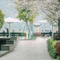 Chasing Sakura at Linhai, Zheijang Province