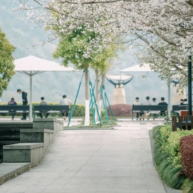 Chasing Sakura at Linhai, Zheijang Province