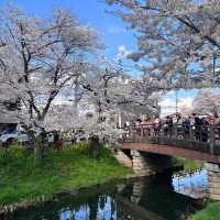 井原堤水邊公園～櫻花的“粉紅海洋”