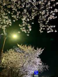Dancing in Pink: A Dreamy Night of Sakura & Starlight in Gyeongju