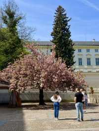 Spring in Prague: A Visit to Prague Castle🌷