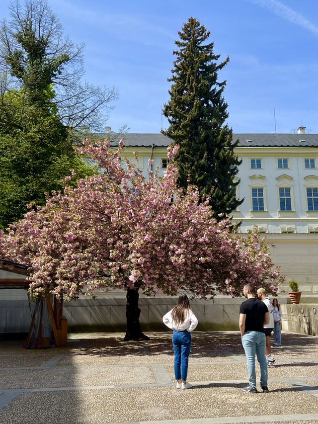 Spring in Prague: A Visit to Prague Castle🌷