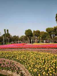 ดอกทิวลิปบานที่สวนต้าหนิง