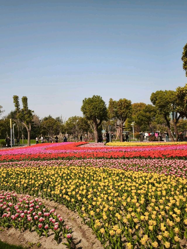 ดอกทิวลิปบานที่สวนต้าหนิง