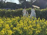 A Golden Surprise in Wuzhen: Seas of Rapeseed Blossoms