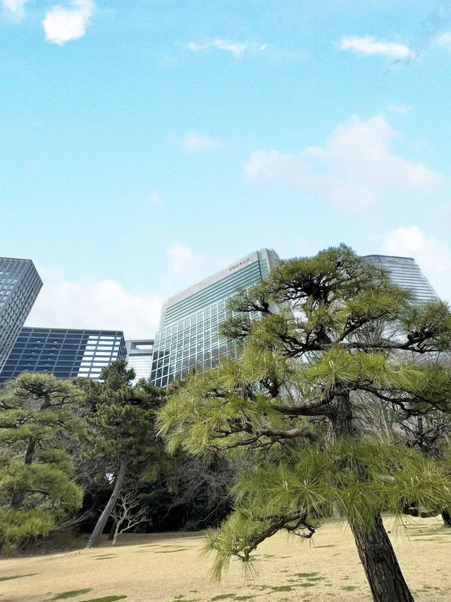 Spring at Hamarikyu Gardens🌼