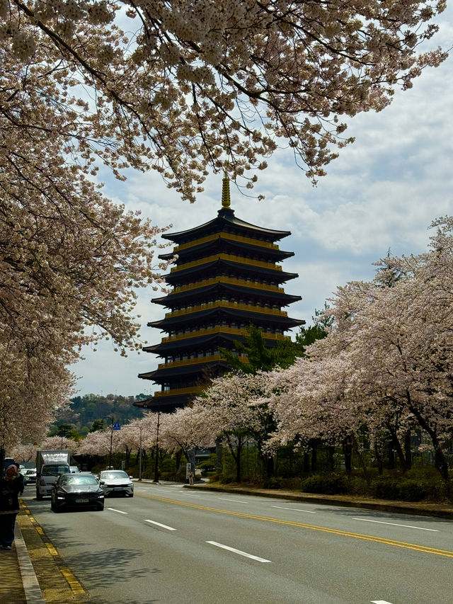 경상도 대표 벚꽃 명소! 경주에 놀러와요
