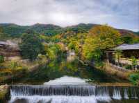 Arashiyama in Early Autumn: A Symphony of Colors and Serenity🎍🍂