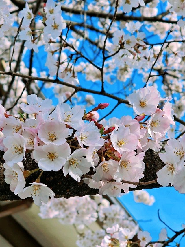 嵐山隱世賞樱秘境🌸車折神社⛩️
