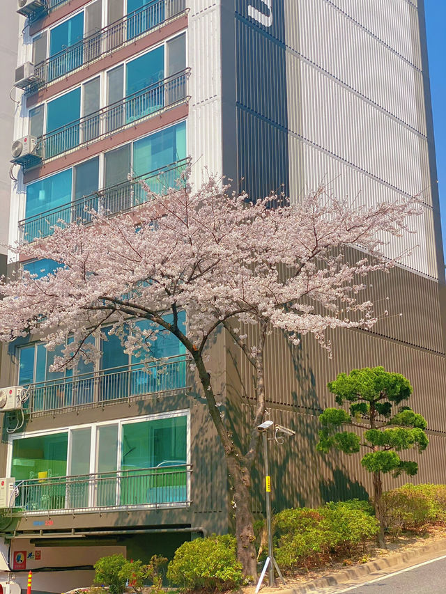 A Cherry Blossom Spectacle
