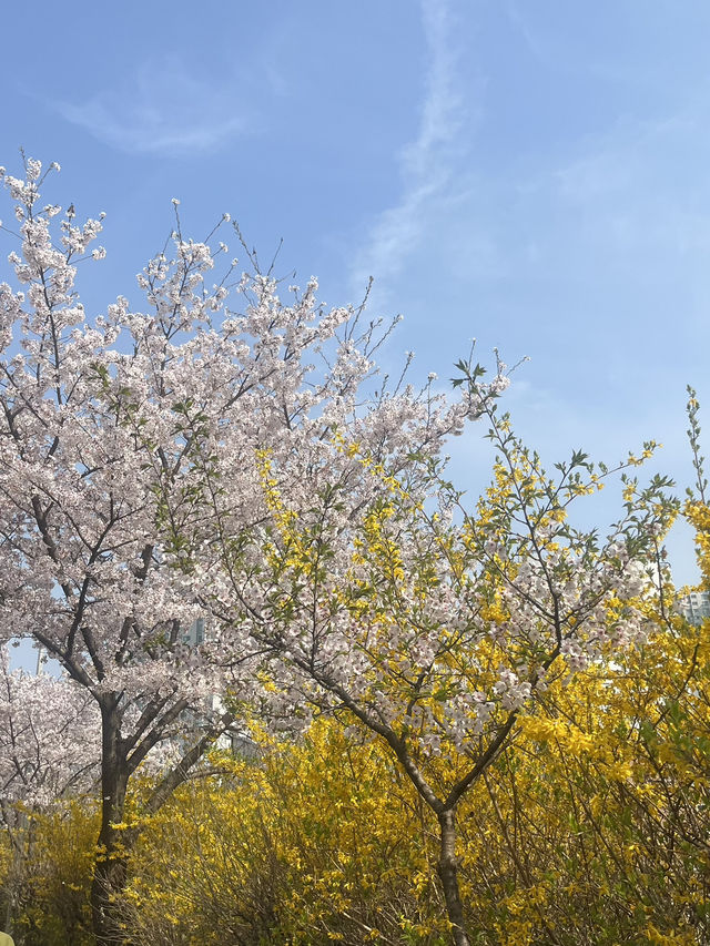 석촌호수말고 여기가세요!