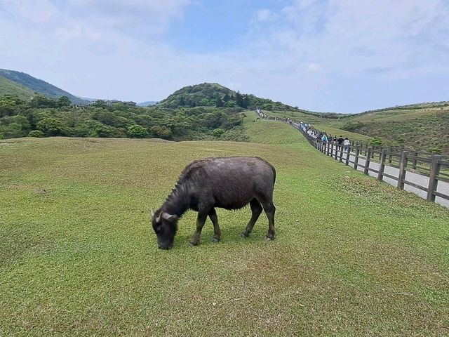 造訪擎天崗