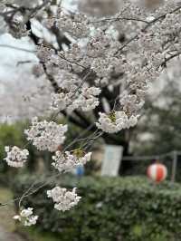 日本香川縣-賞櫻秘境「伊勢朝日山本宮」美到仙境