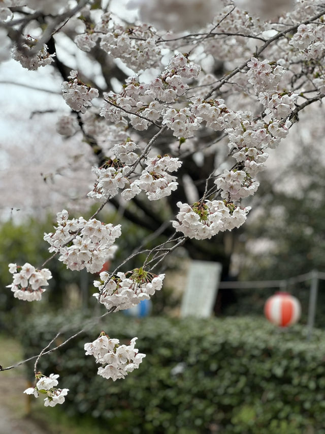 日本香川縣-賞櫻秘境「伊勢朝日山本宮」美到仙境