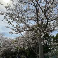 【中津】🇯🇵 大貞公園