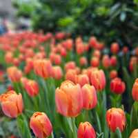 ไปชมทุ่งดอกทิวลิปที่ ระยองกัน 🌷
