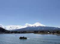 東京追櫻河口湖追富士山