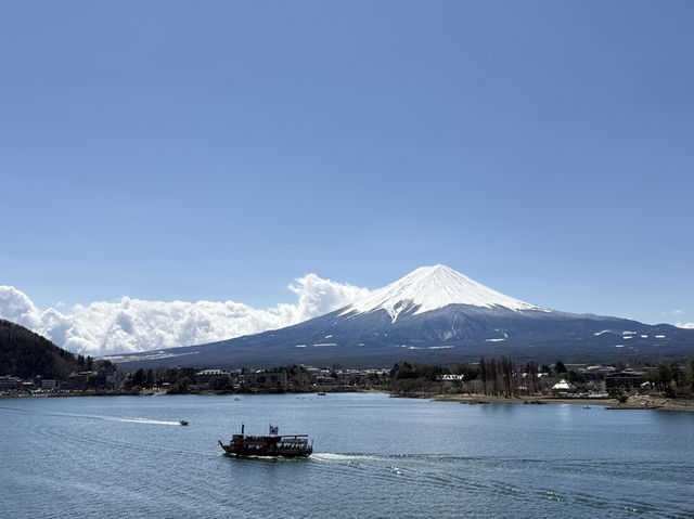 東京追櫻河口湖追富士山
