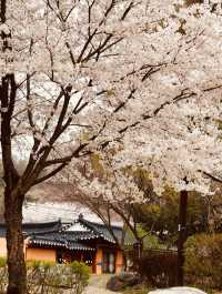 Dasan's Spring Palette: A Canvas of Emerging Life, Gently Brushed 