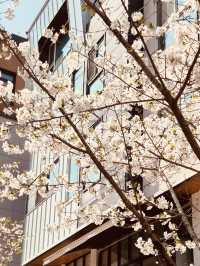 Gwanggyo's Pink Promenade: Cherry Blossoms Elevate the Cafe Scene  
