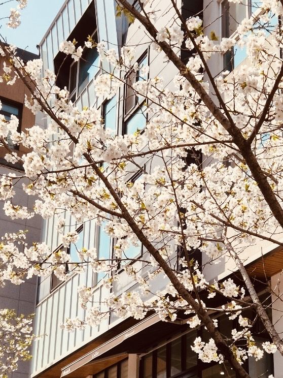 Gwanggyo's Pink Promenade: Cherry Blossoms Elevate the Cafe Scene  