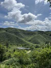 ไร่ชา BOH, Cameron Highland, มาเลเซีย