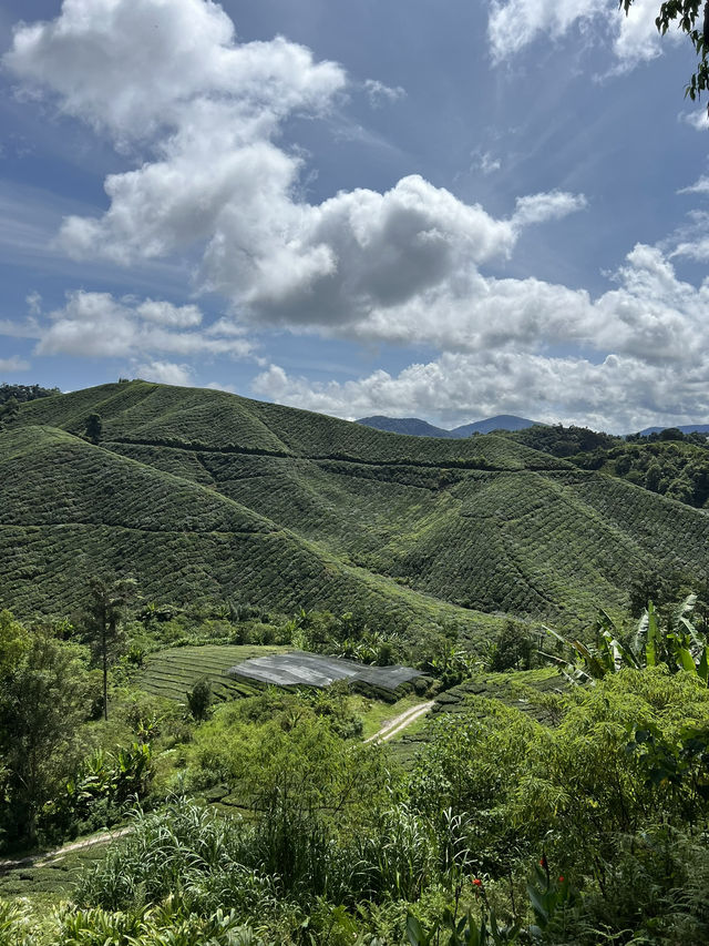 ไร่ชา BOH, Cameron Highland, มาเลเซีย