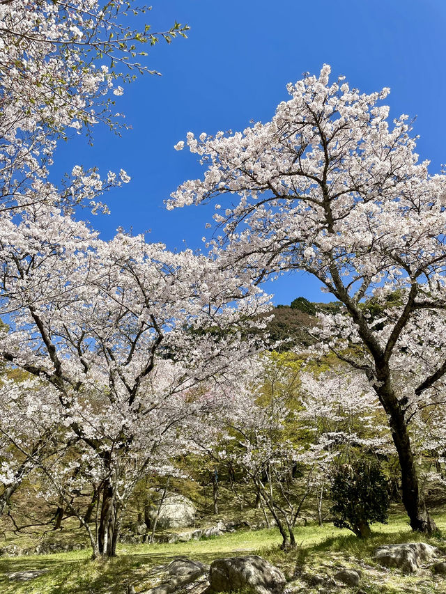 【福岡観光】桜パトロール