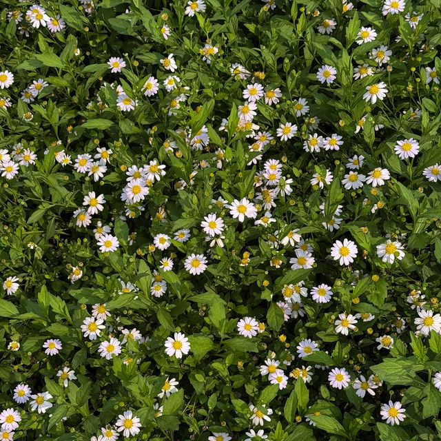 คาเฟ่กลางสวนกล้วยไม้ Vibes สวยดีต่อใจ #นครปฐม 🍰🌼