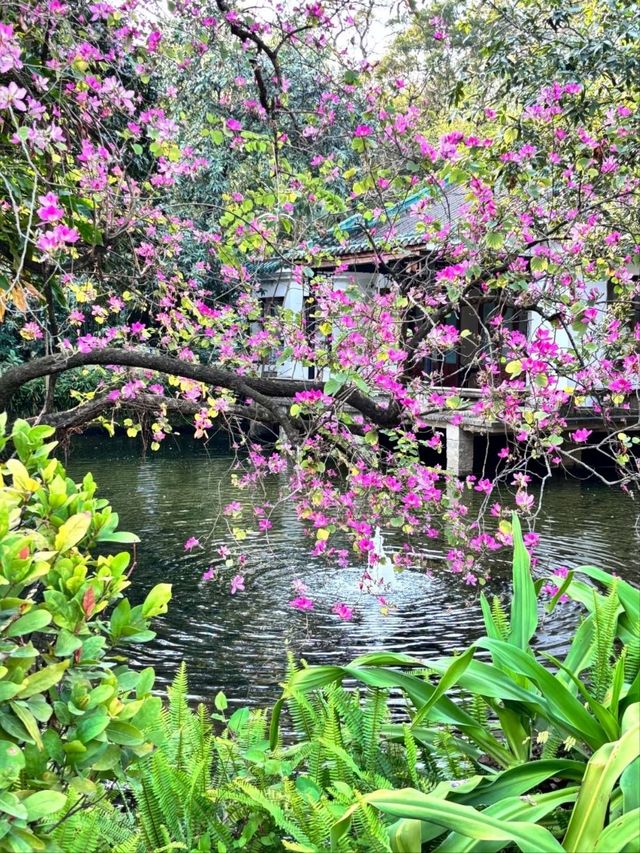 Canton Orchid Garden (Lanpu Park)