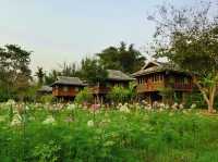 🌾 Lhongkhao Samoeng หลองข้าวสะเมิง 
