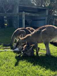 🇦🇺🦘Maru koala and animals park